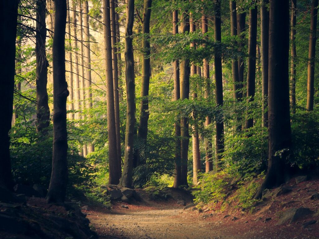 Forest path between tall trees in soft daylight