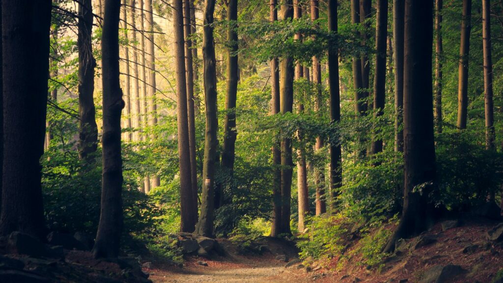 Forest path between tall trees in soft daylight